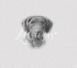 Preview: Magnet-Nummern-Halter Chesapeake-Bay-Retriever