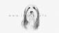 Preview: Bearded Collie