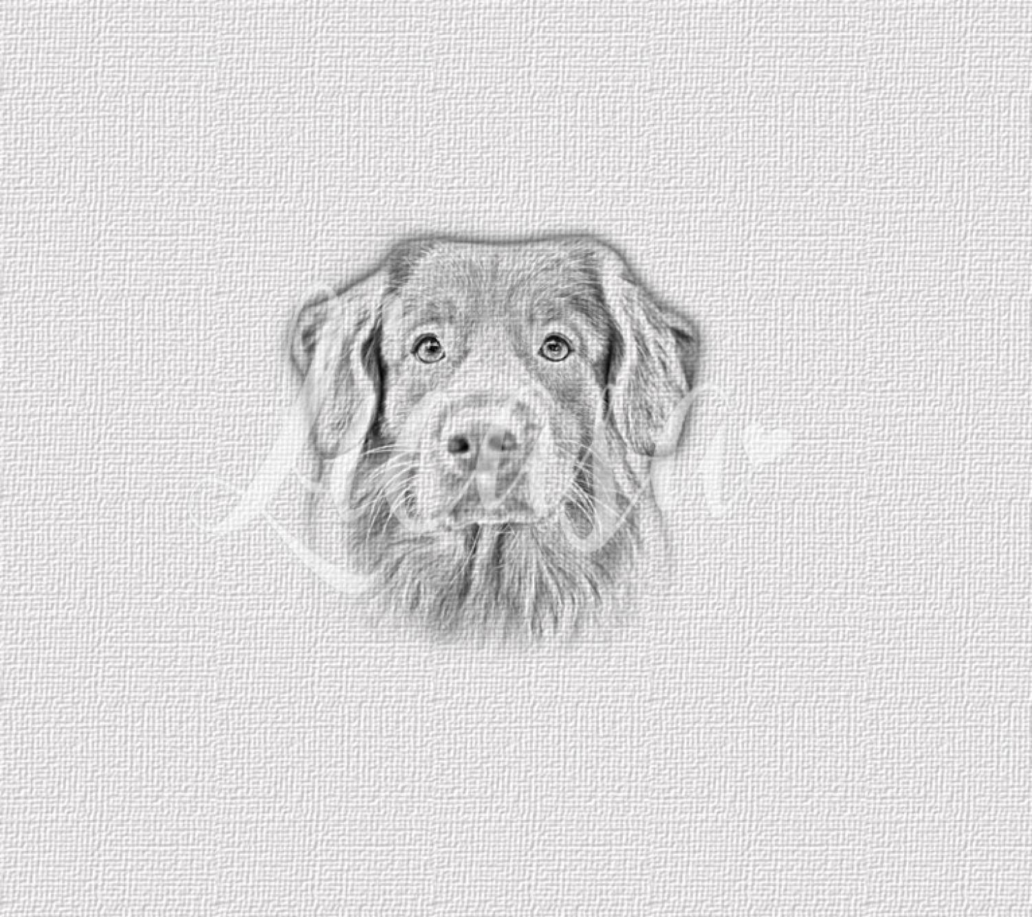 Magnet-Nummern-Halter Nova-Scotia-Duck-Tolling-Retriever