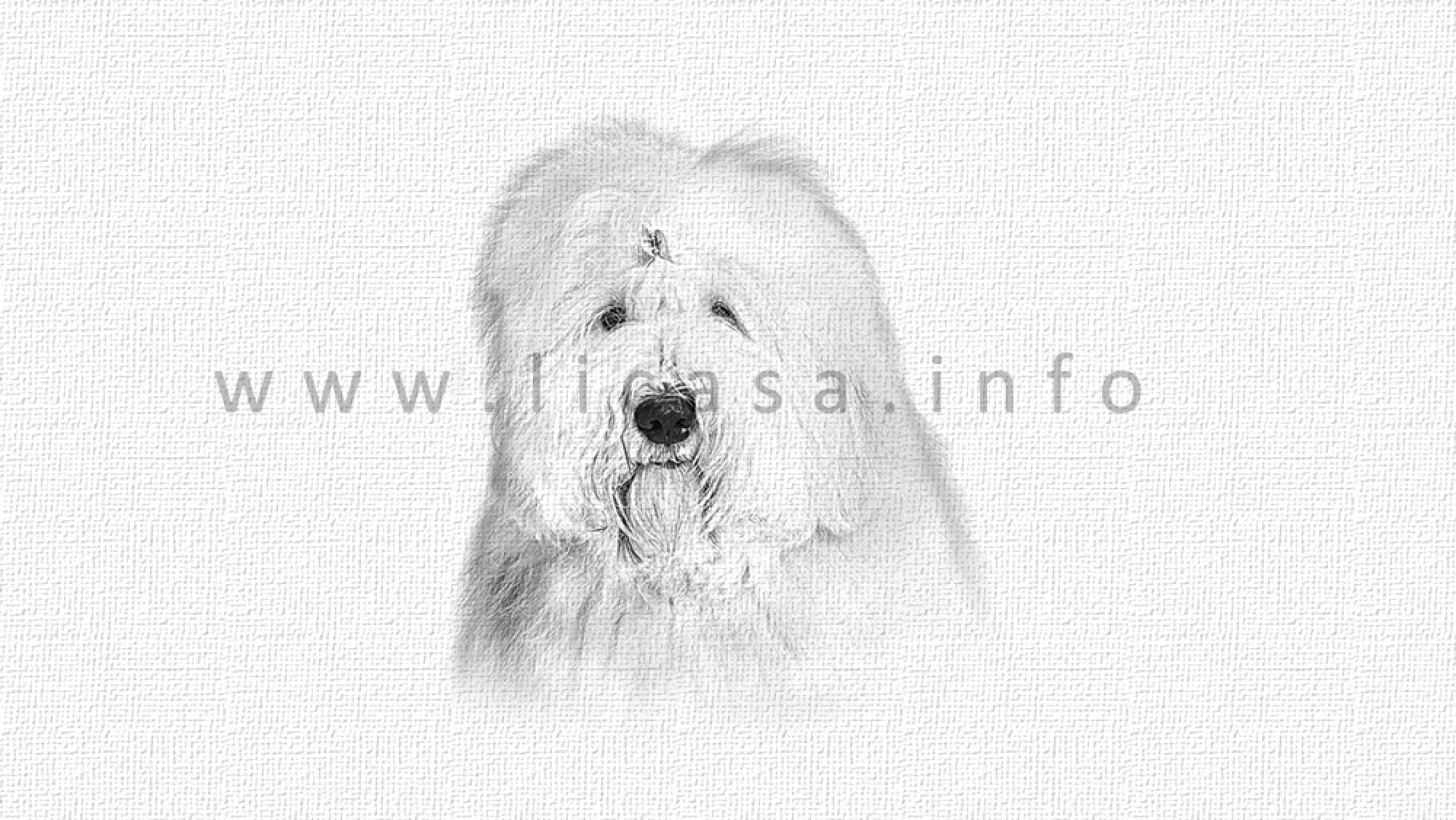 Old english Sheepdog