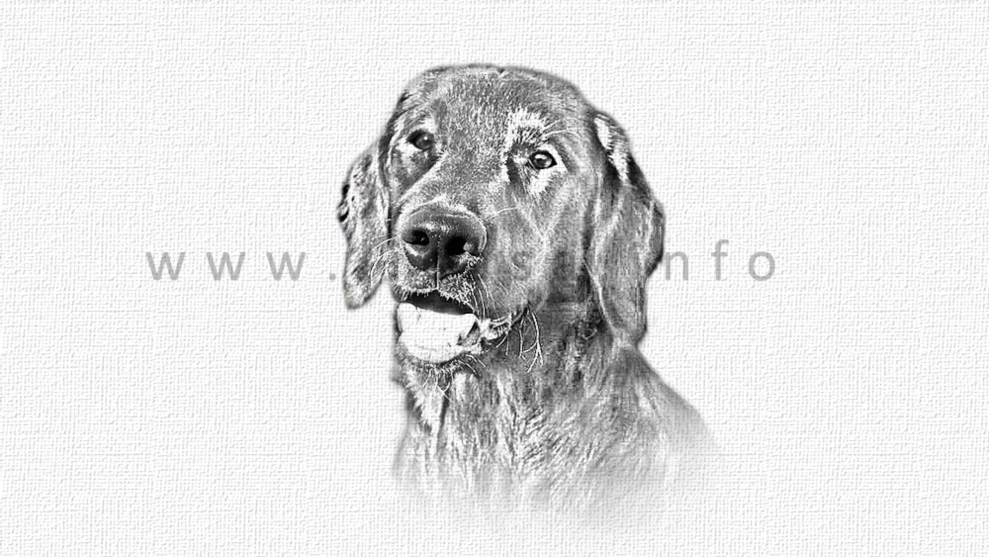 Nummernhalter mit Flat Coated Retriever