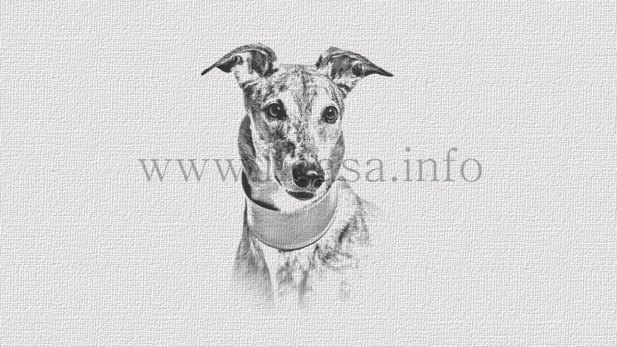 Greyhound Magnet-Nummern-Halter