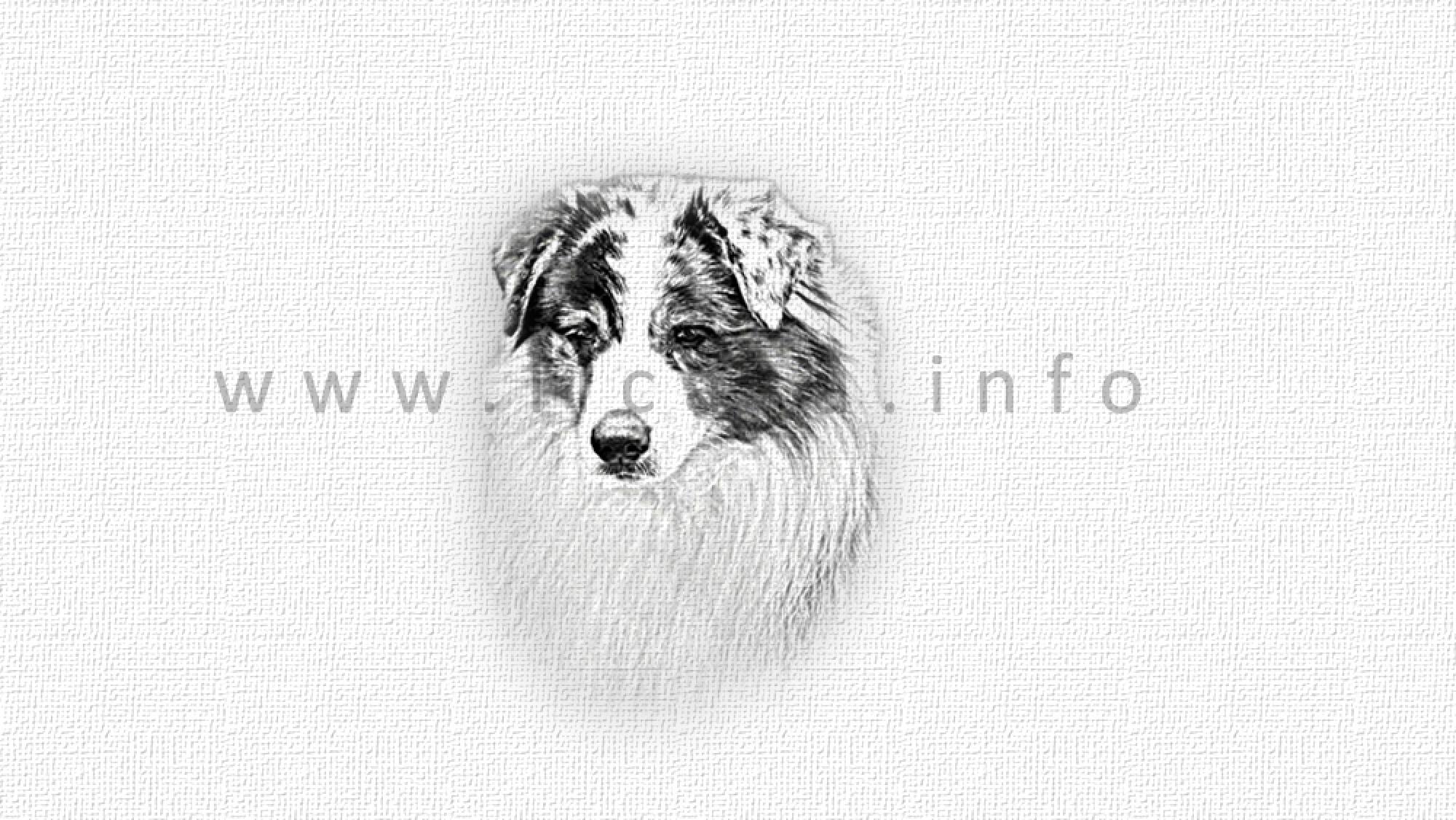 Australian Shepherd