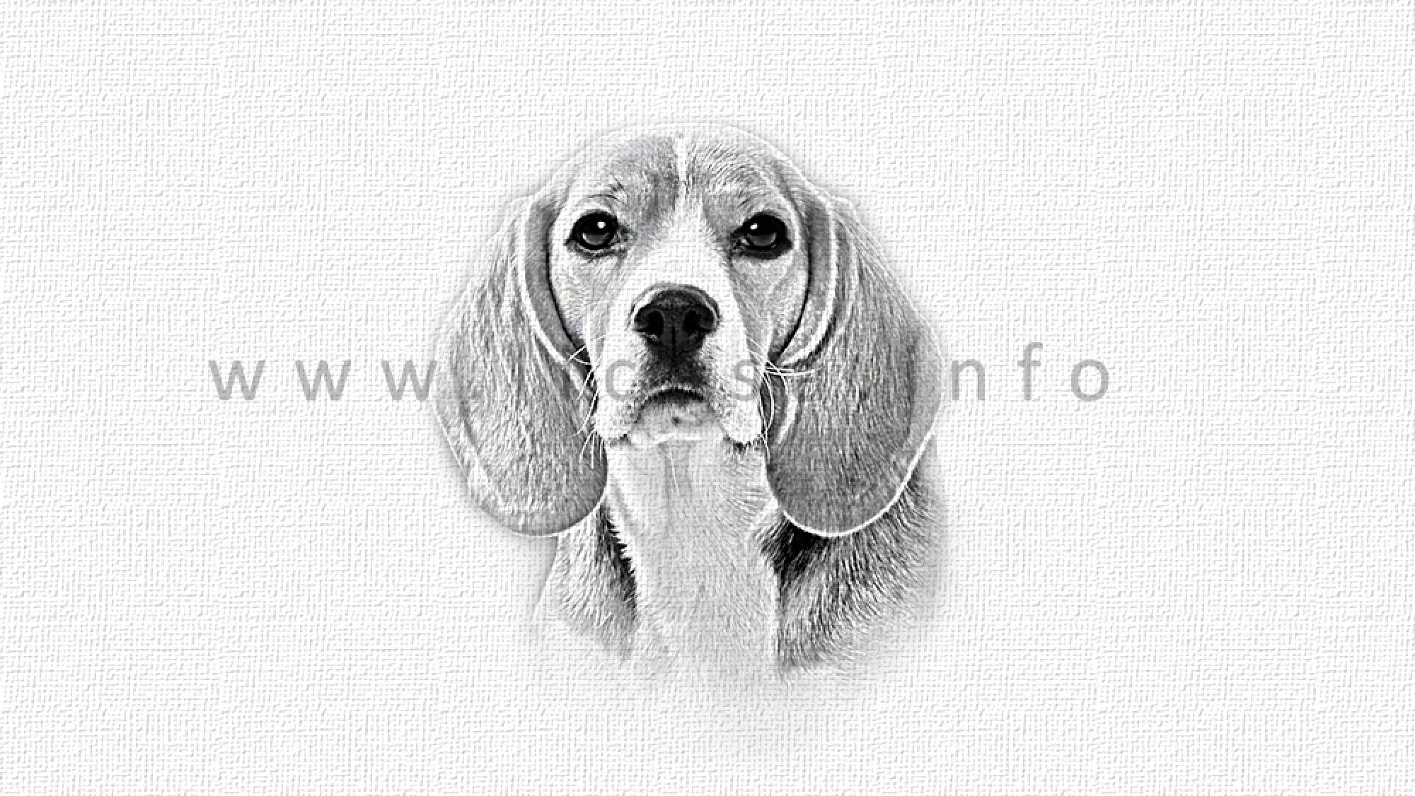 Beagle Magnet-Nummern-Halter Motiv