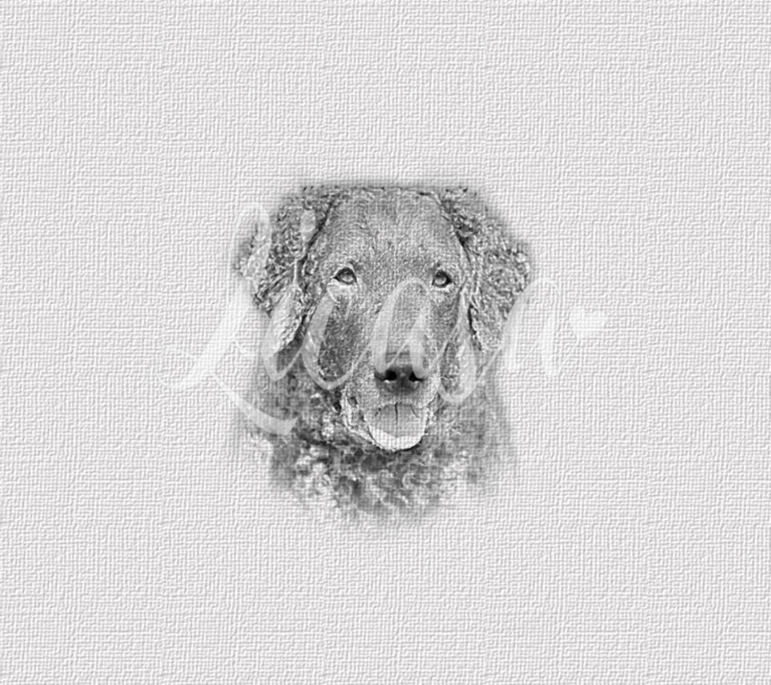 Magnet-Nummern-Halter curly-coated Retriever