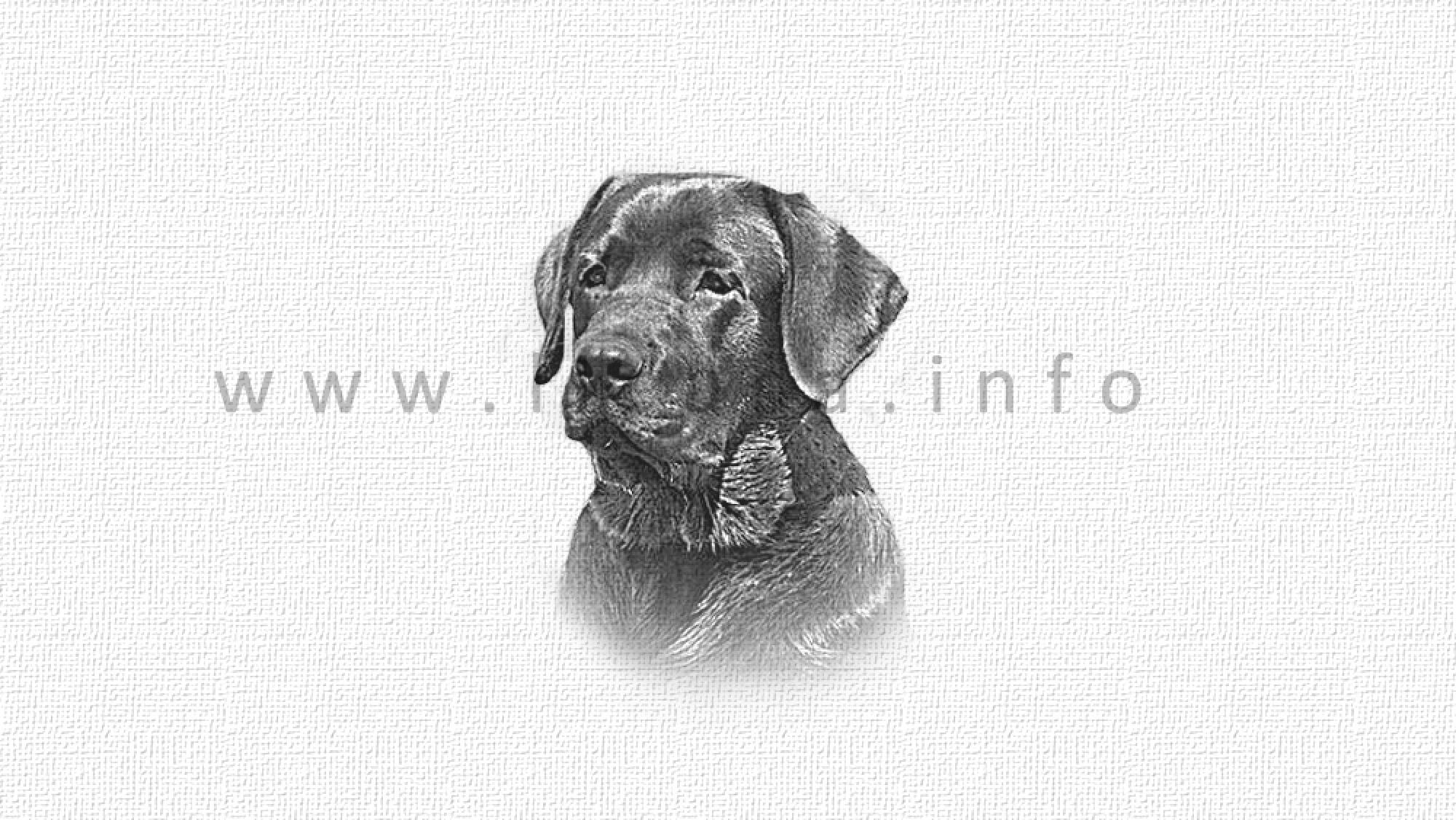 Labrador Retriever Magnet-Nummern-Halter Motiv