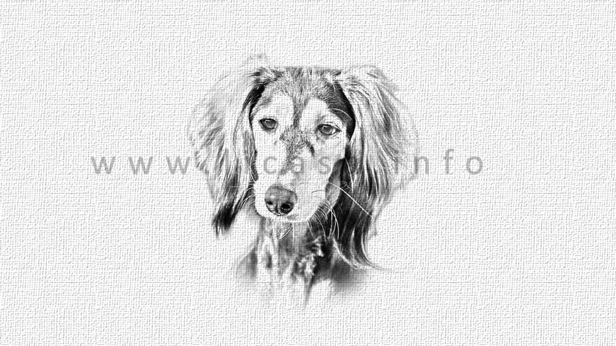 Saluki Magnet-Nummern-Halter Motiv